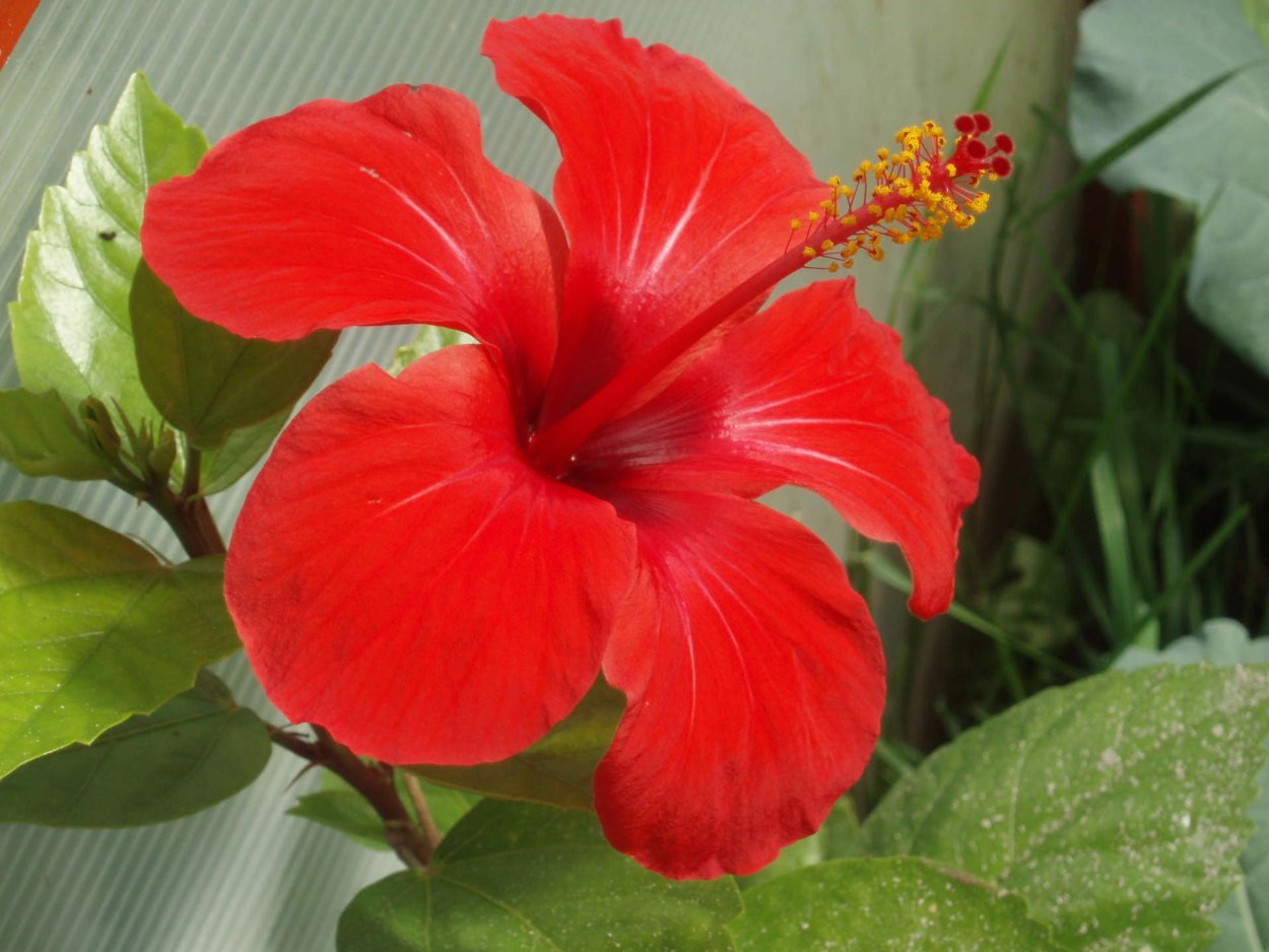 Гибискус красный