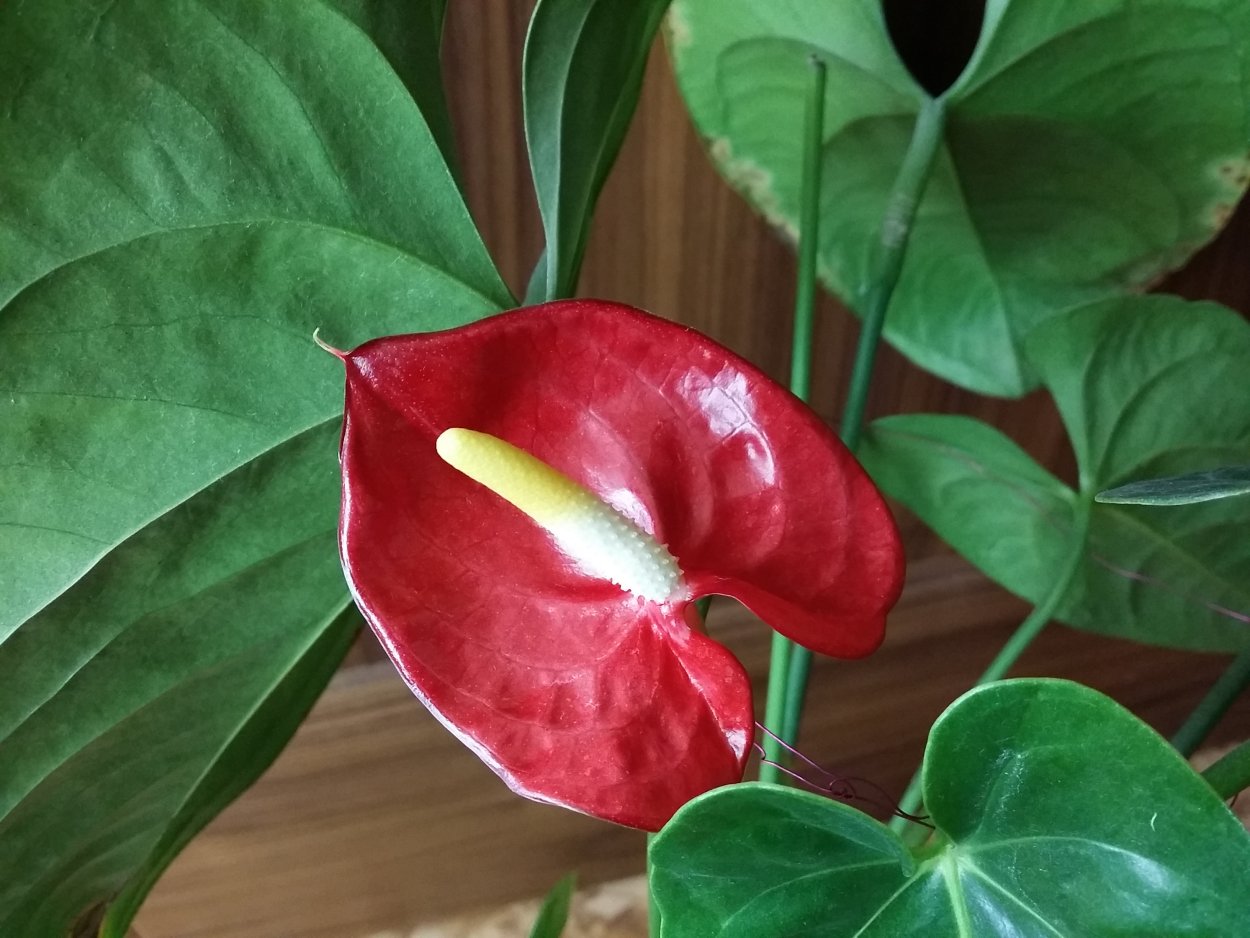 Антуриум Шерцера Алексия Блю