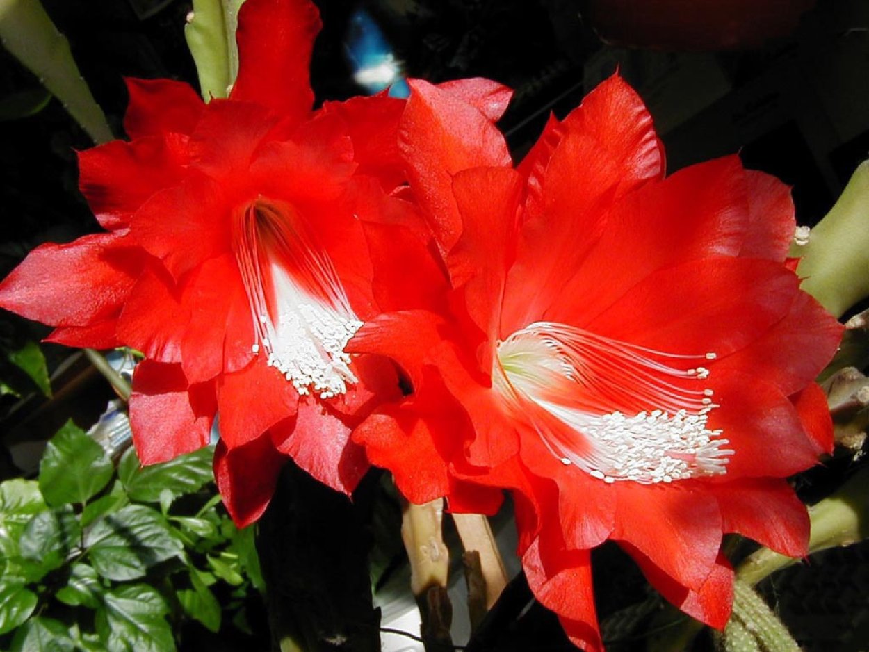 Кактус с большими красными цветами