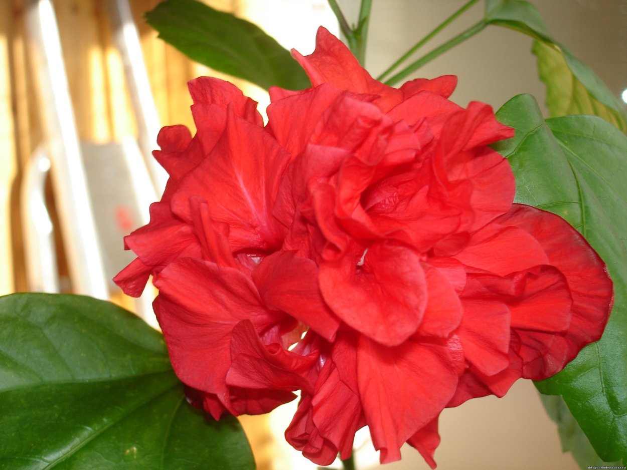 Махровая роза гибискус