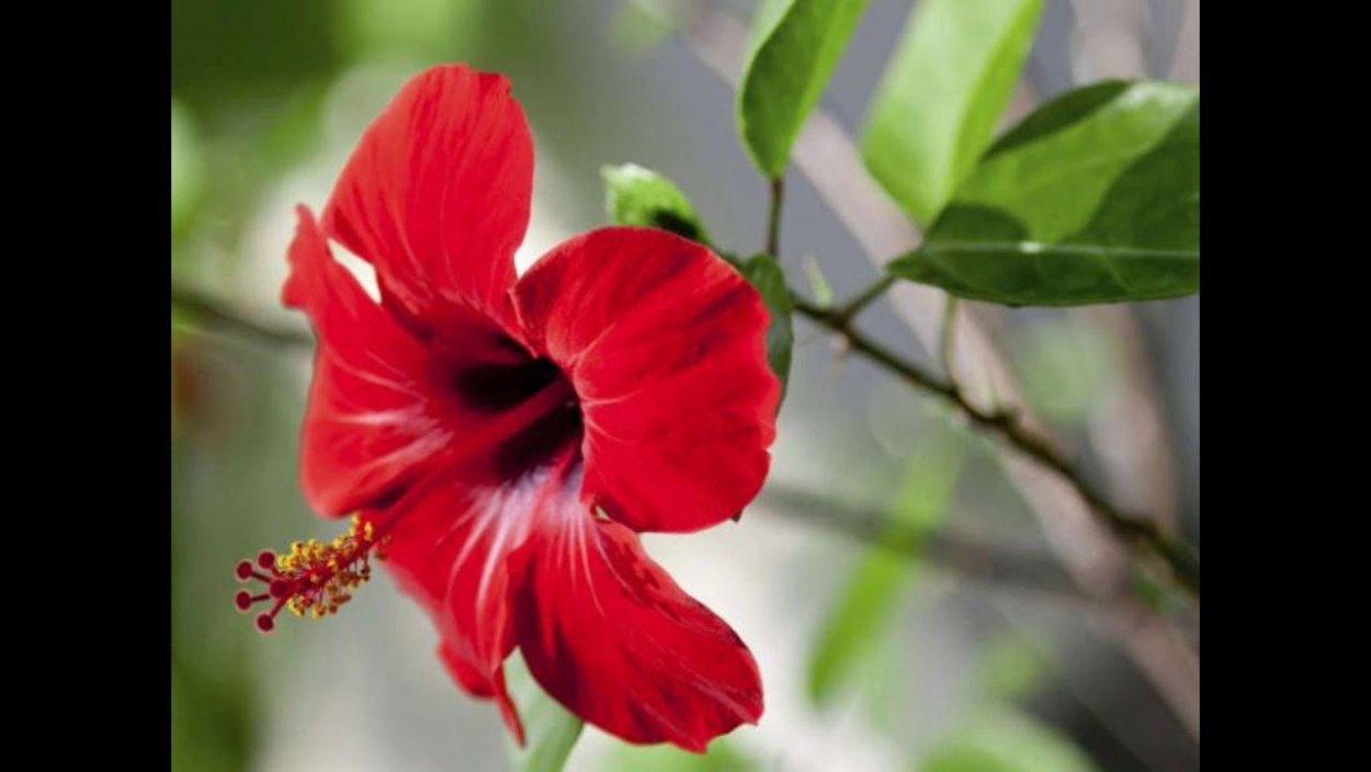 Цветок с длинным пестиком