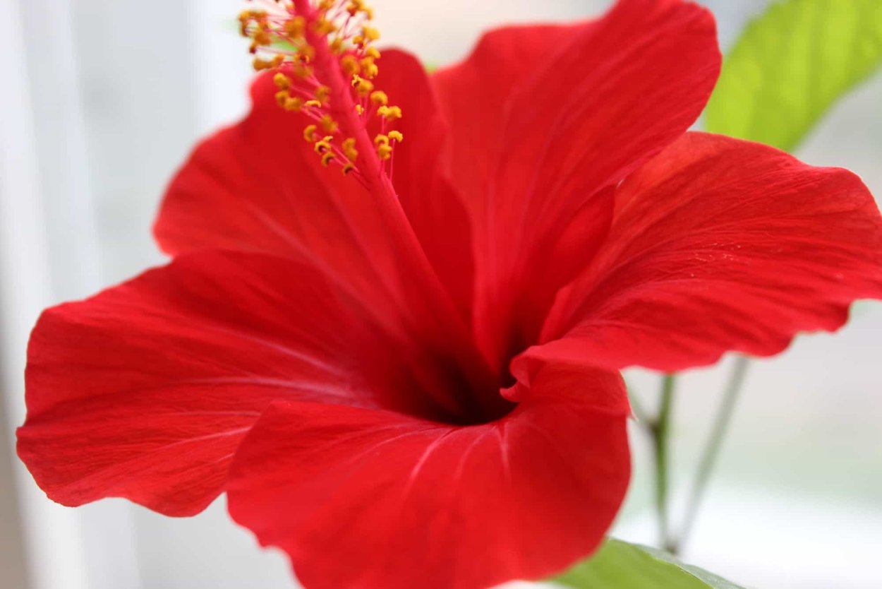 Алая китайская роза