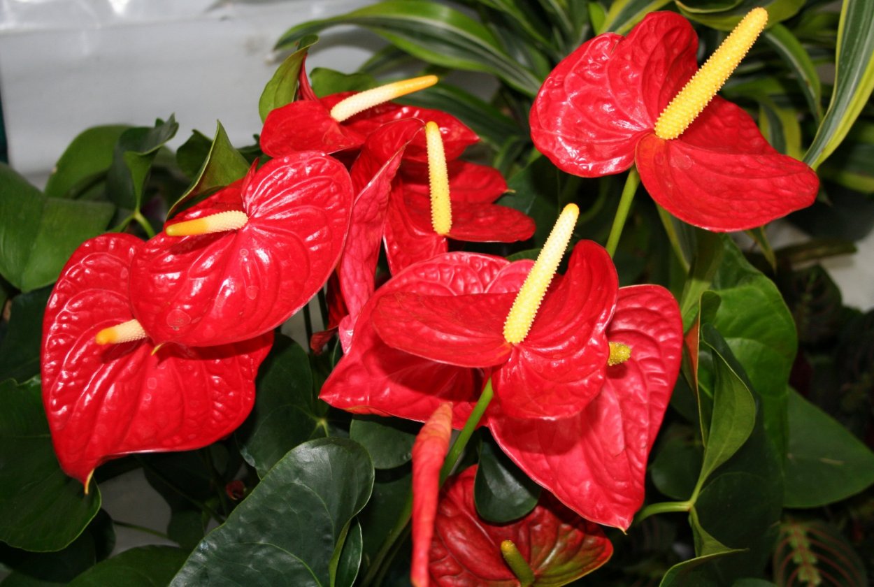 Антуриум Андрианум красный