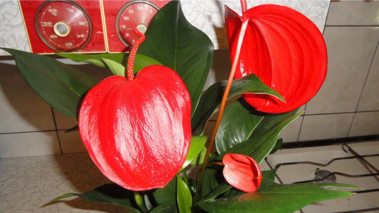 Антуриум Шерцера Линдси