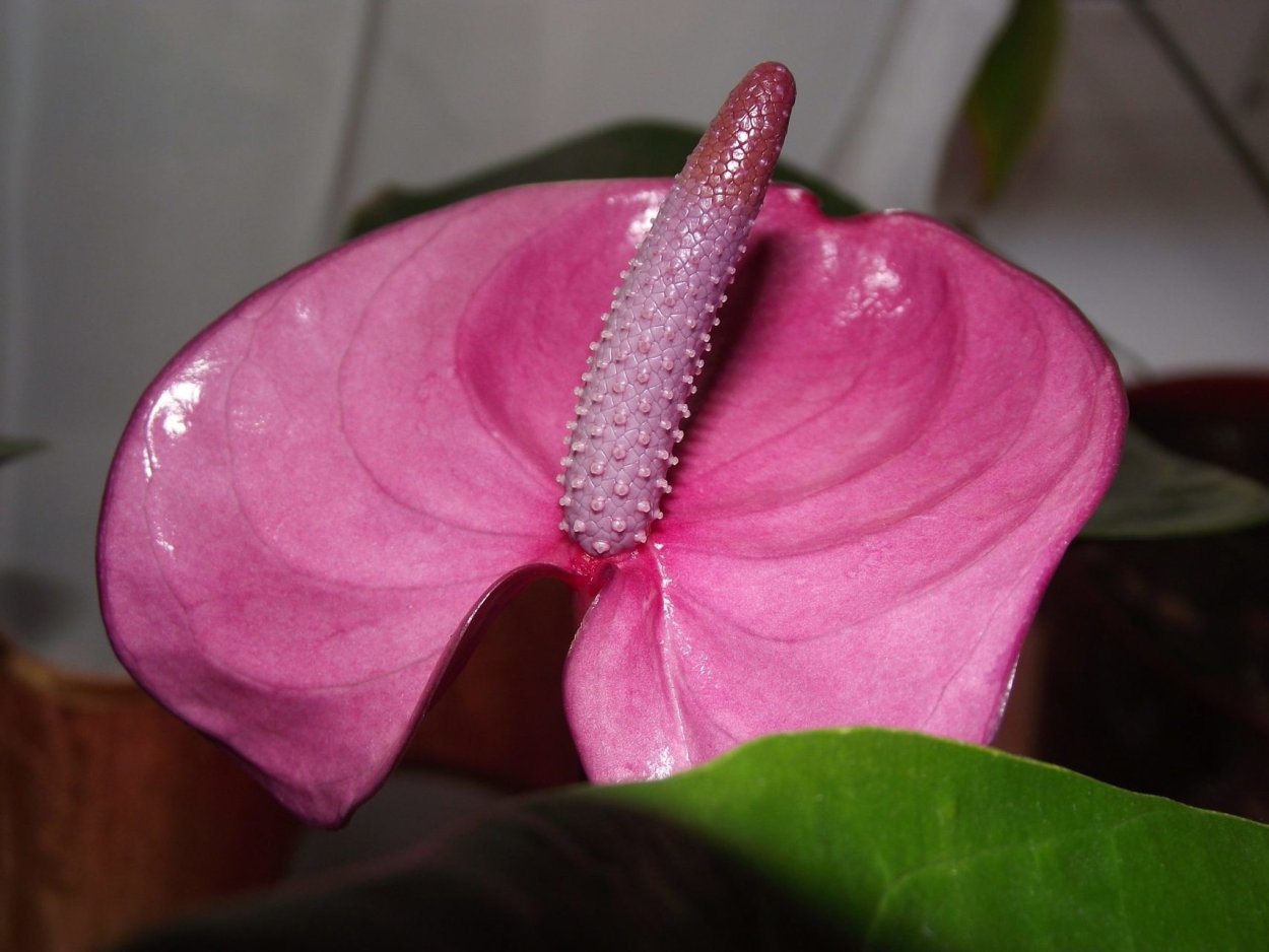 Антуриум Кавалли перпл