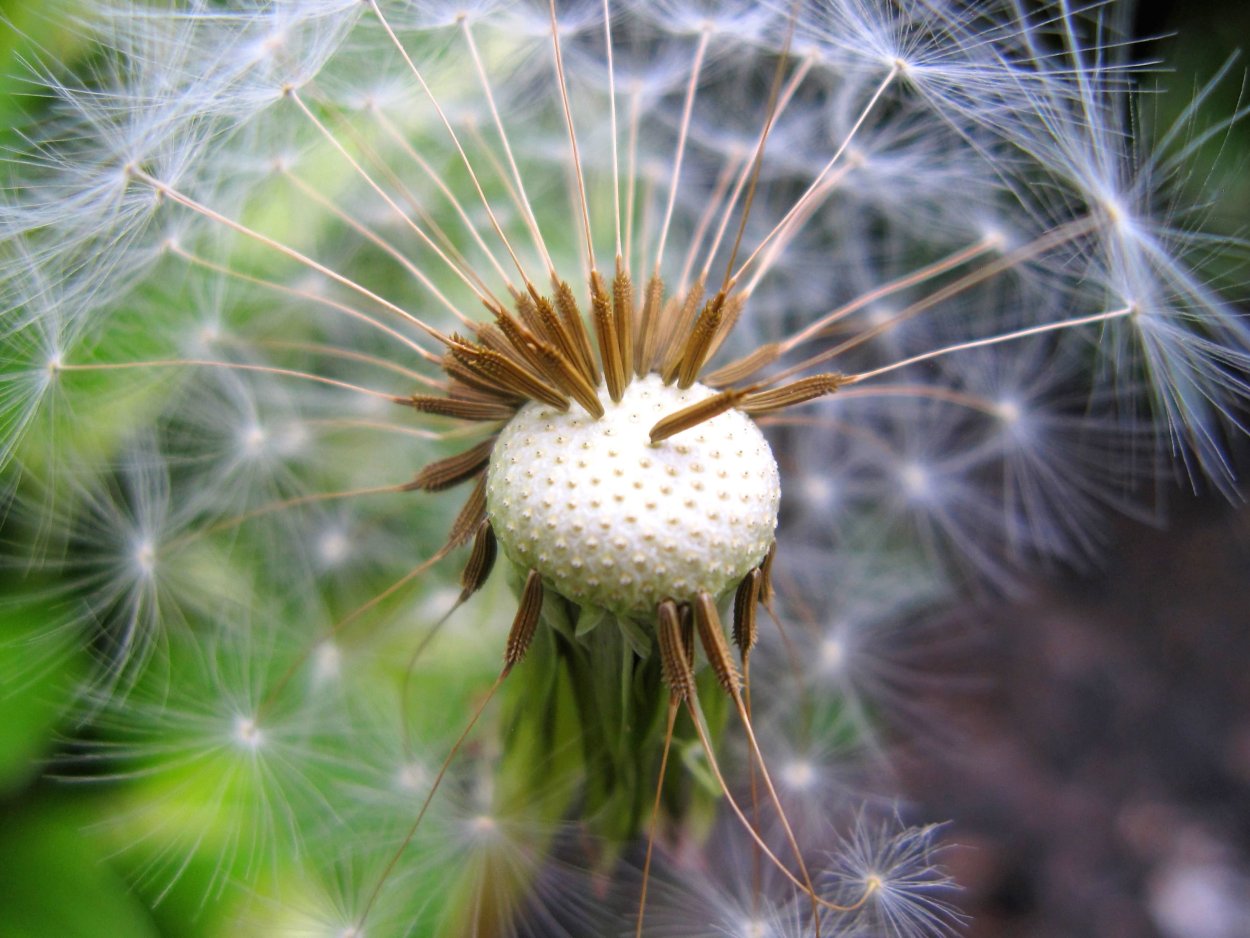 Данделион цветок