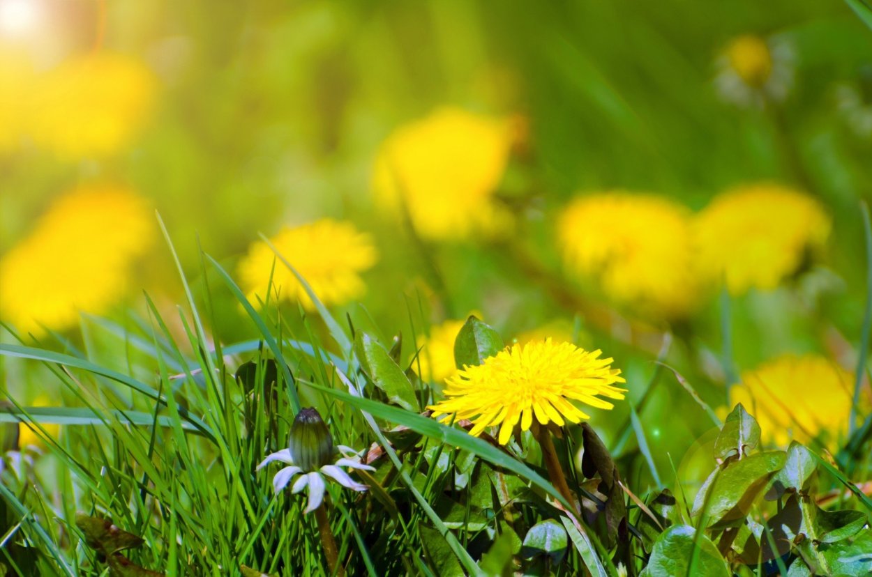 Одуванчик полевой