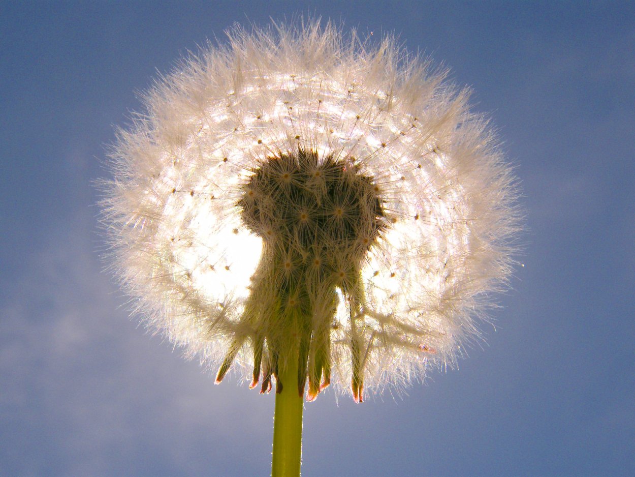 Гельфанд одуванчик