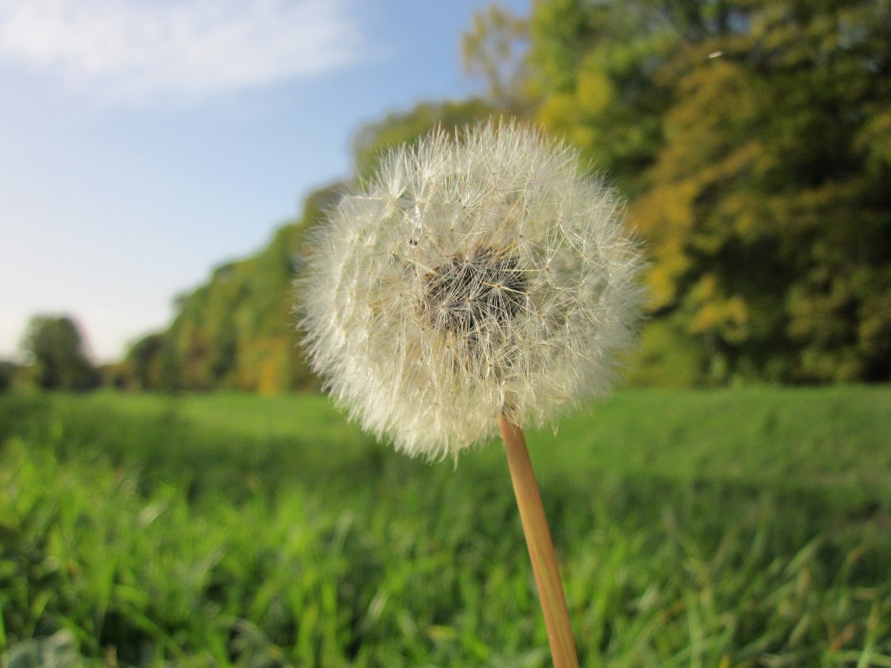 Одуванчик плосколисточковый