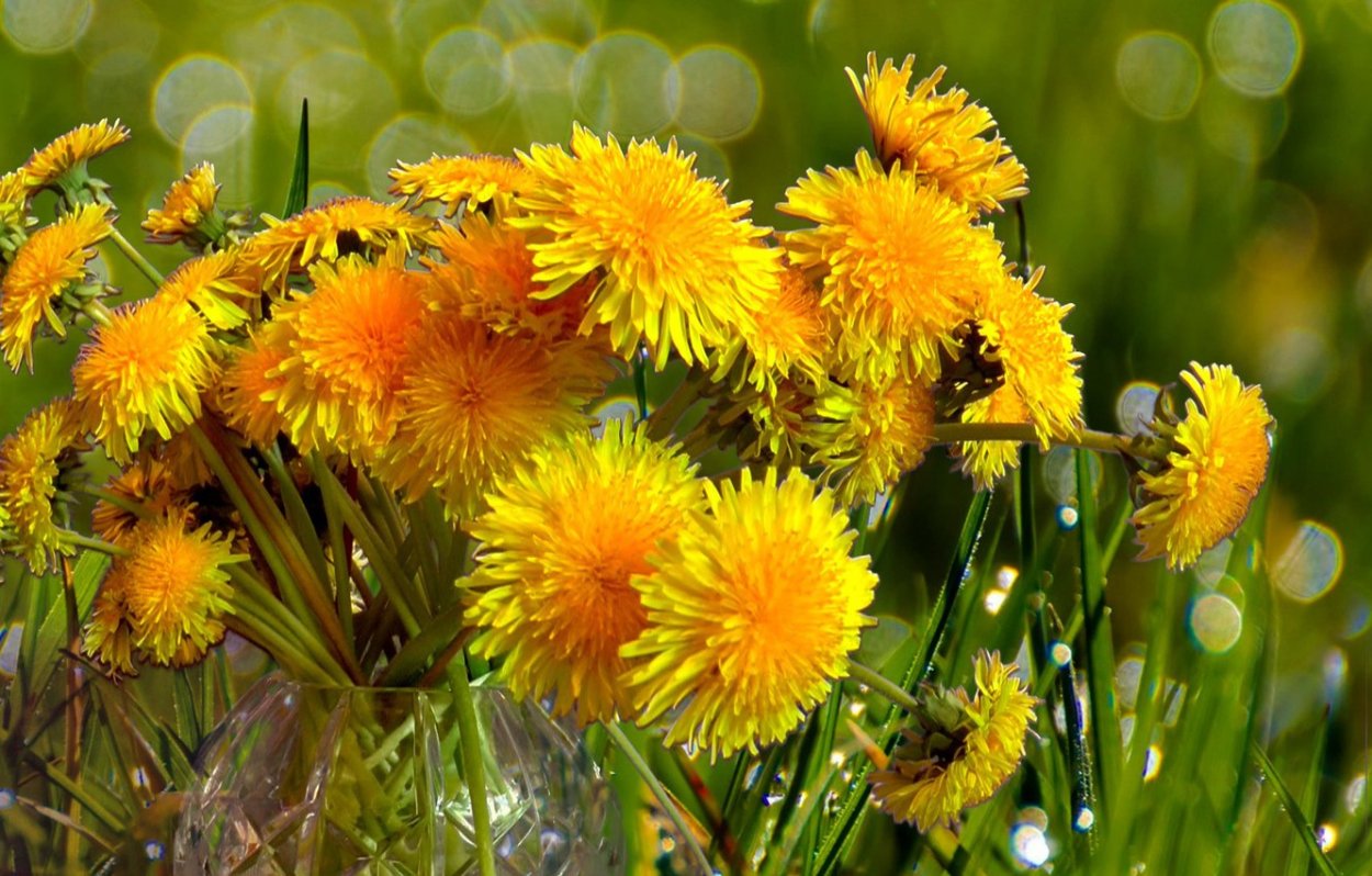 Одуванчики красиво
