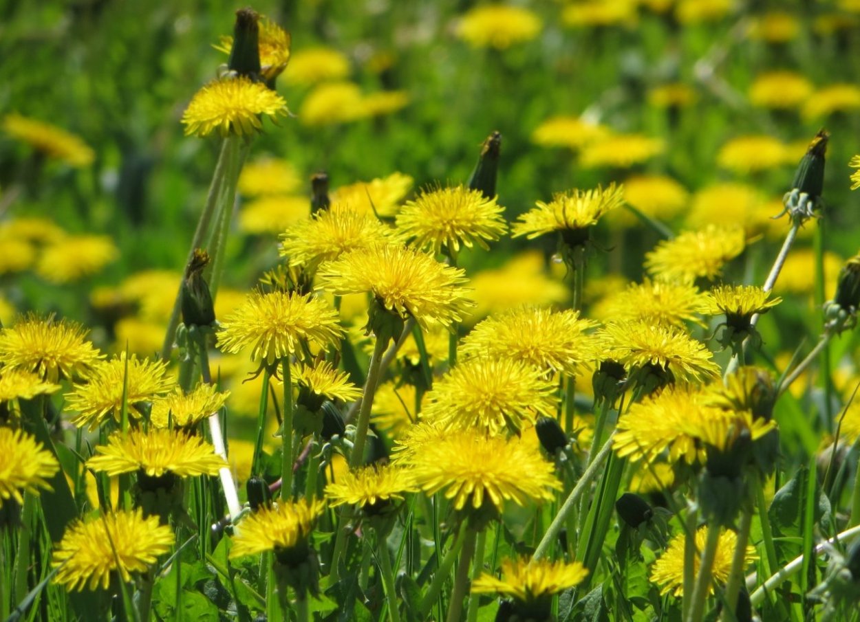 Одуванчик узколистный