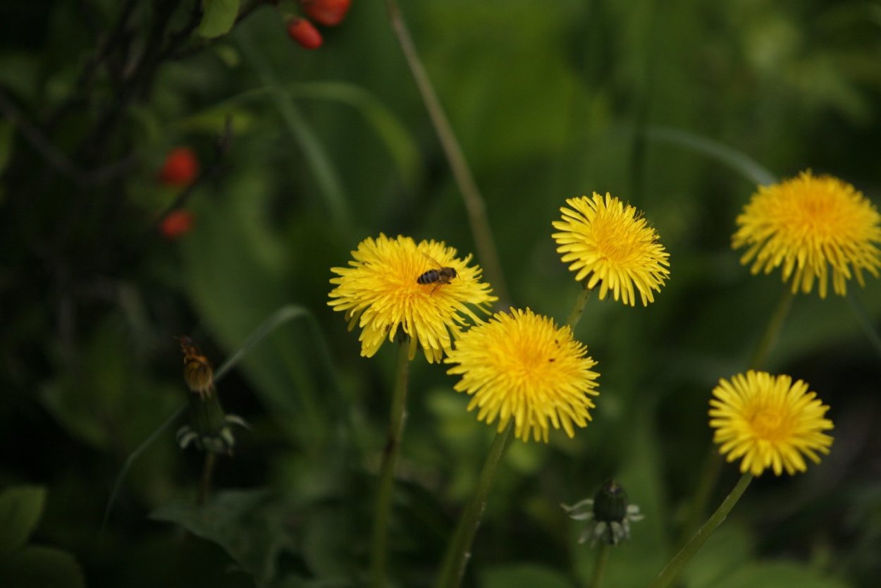Одуванчики мондштадт