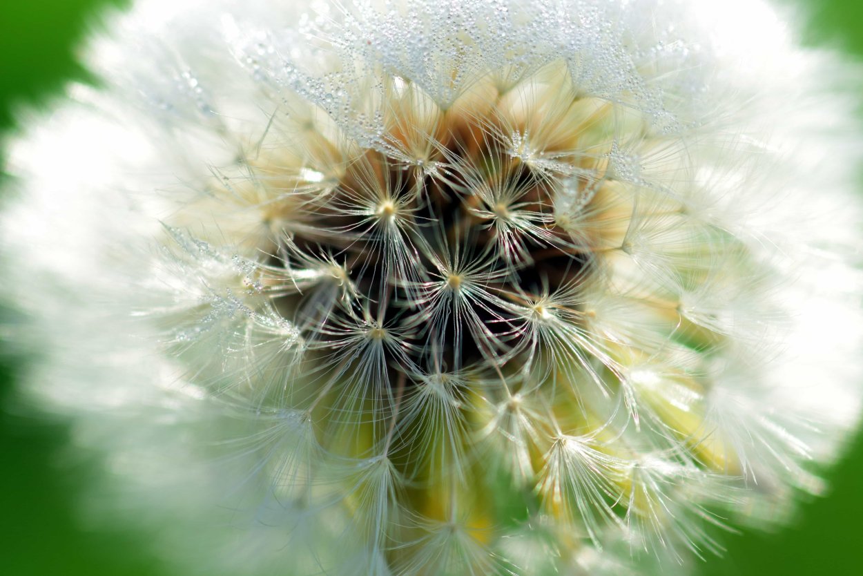 Одуванчик белоголовый