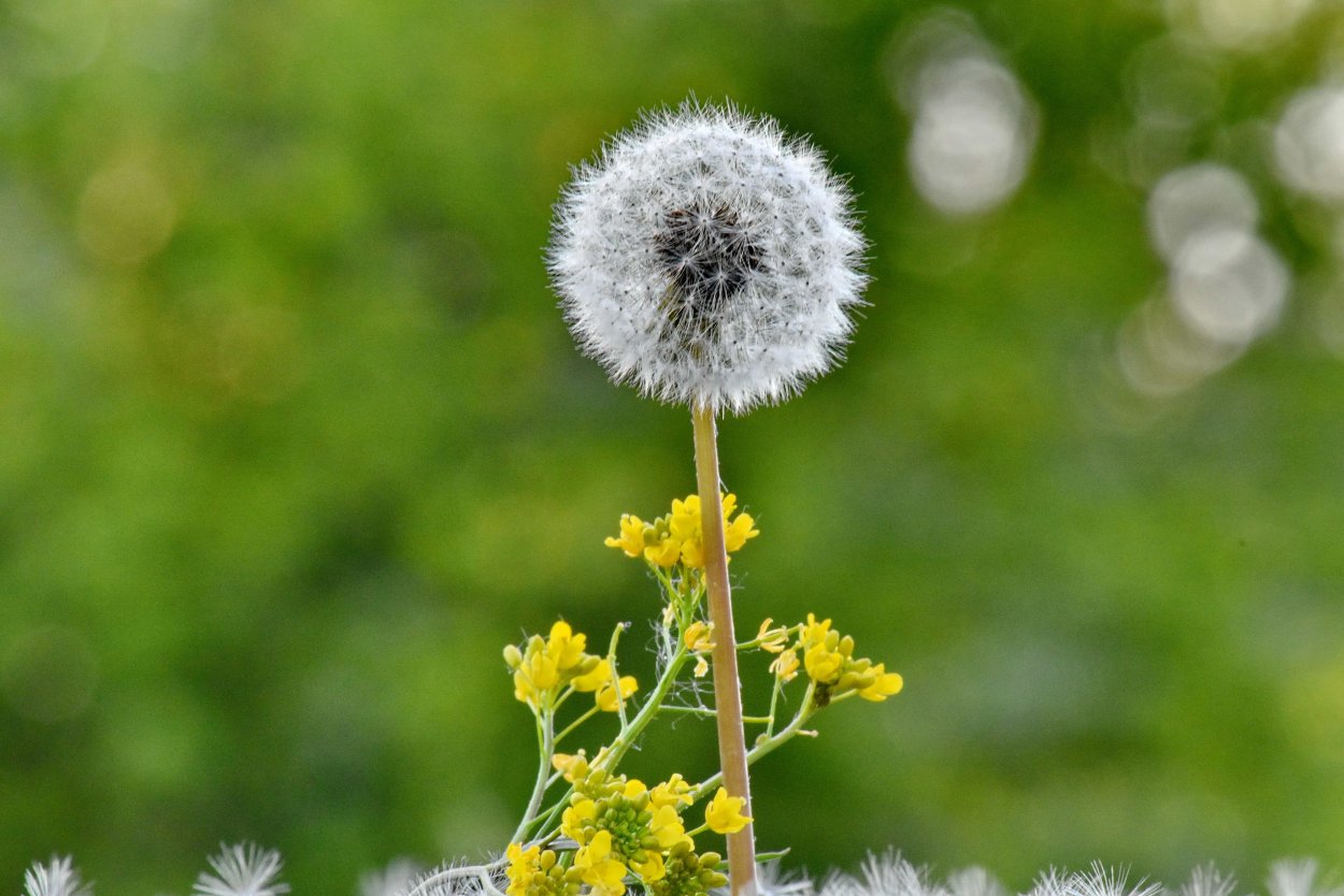 Фотопечать одуванчики
