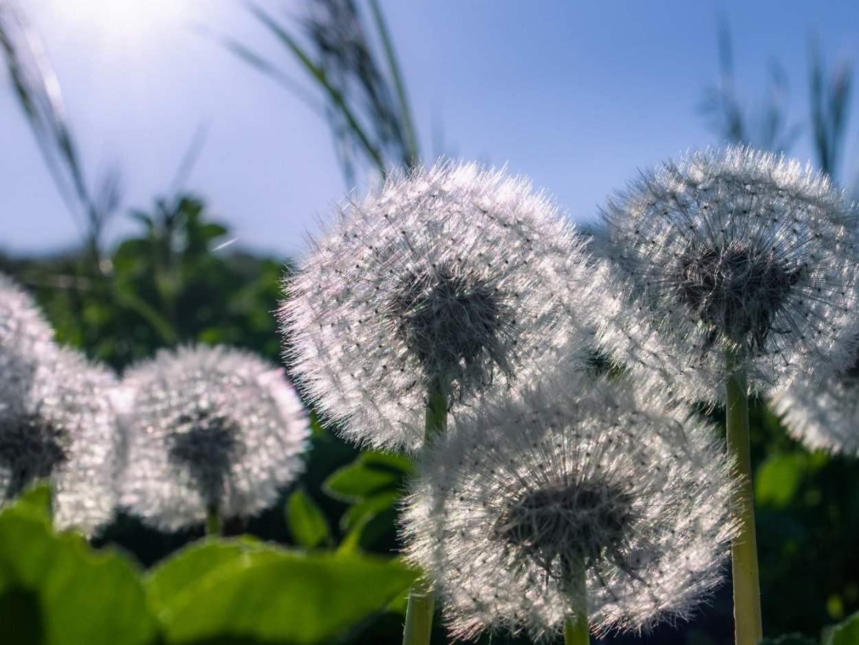 Красивые одуванчики