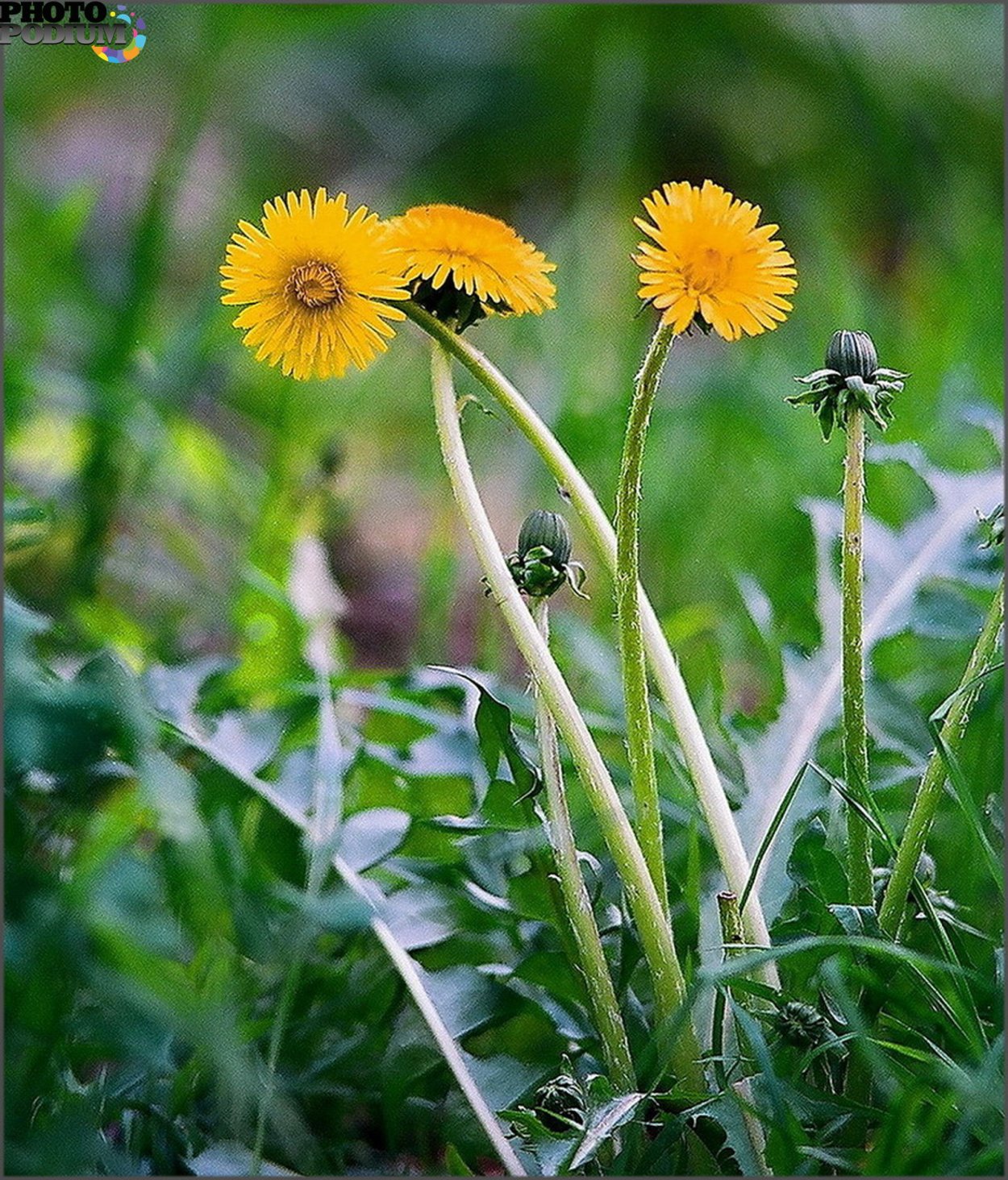 Одуванчики Геншер
