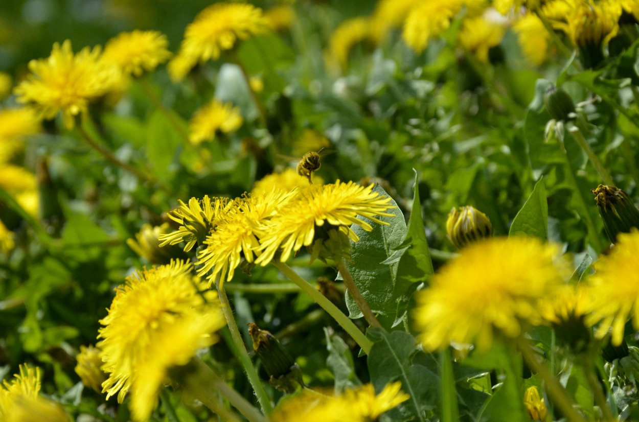 Цветение одуванчика