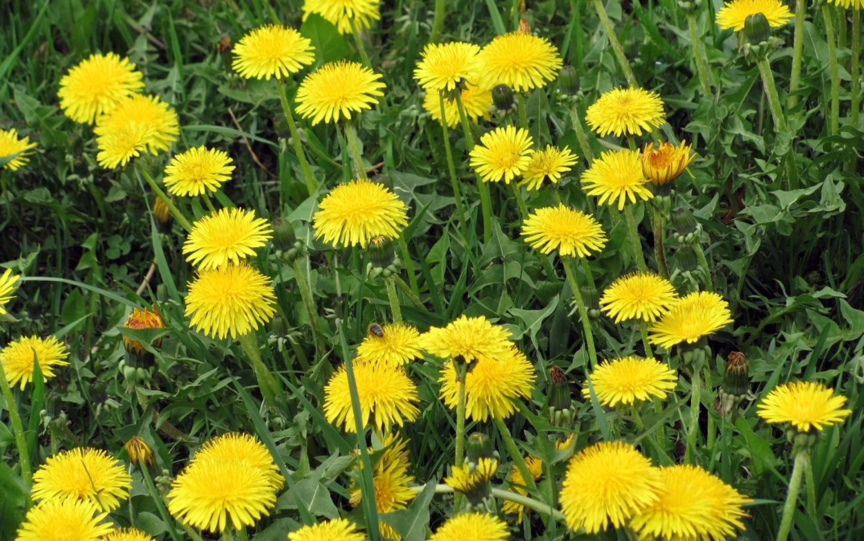 Одуванчики сверху