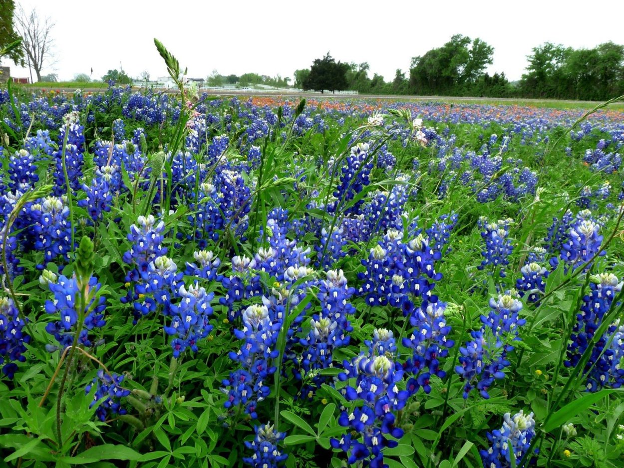 Люпин Шанделье