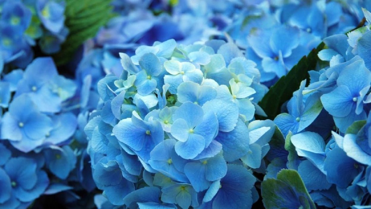 Кампанула синий колокольчик