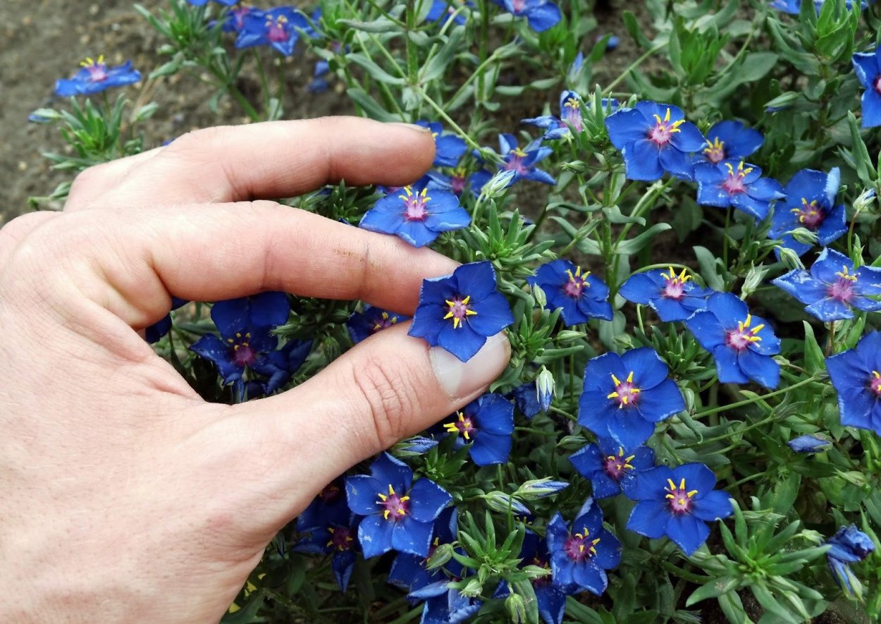 Незабудка стелющаяся