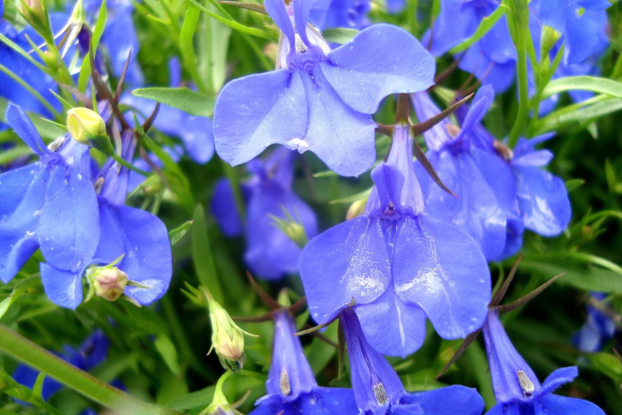 Дельфиниум Гардиан Блю