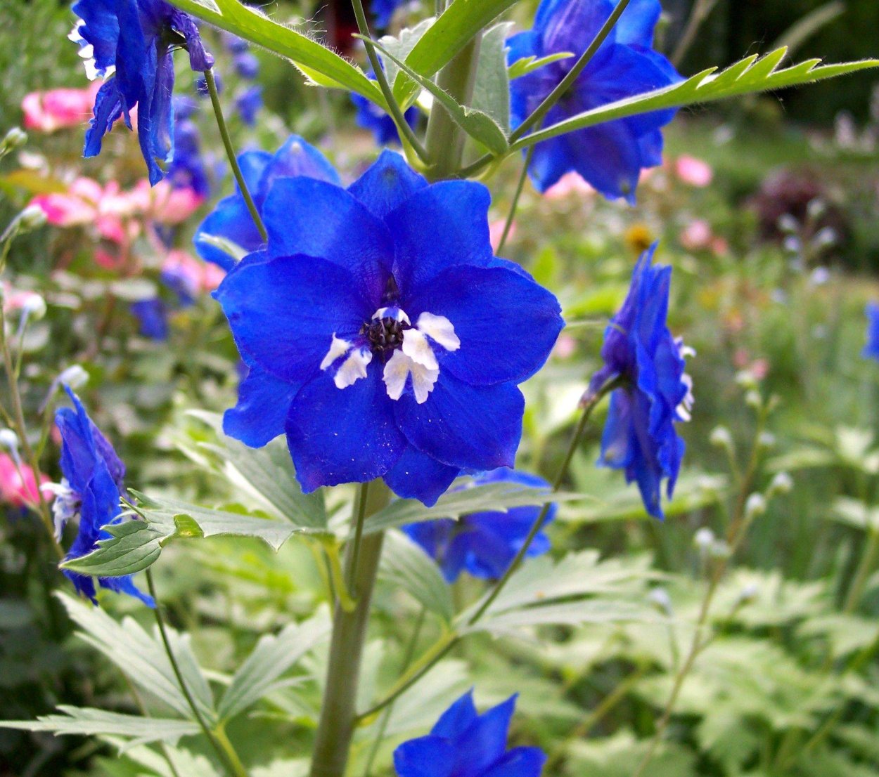 Дельфиниум Луговой