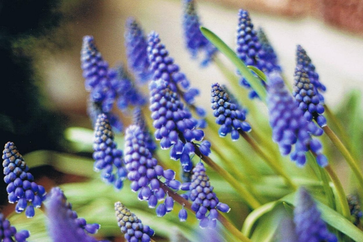 Шпорник дельфиниум