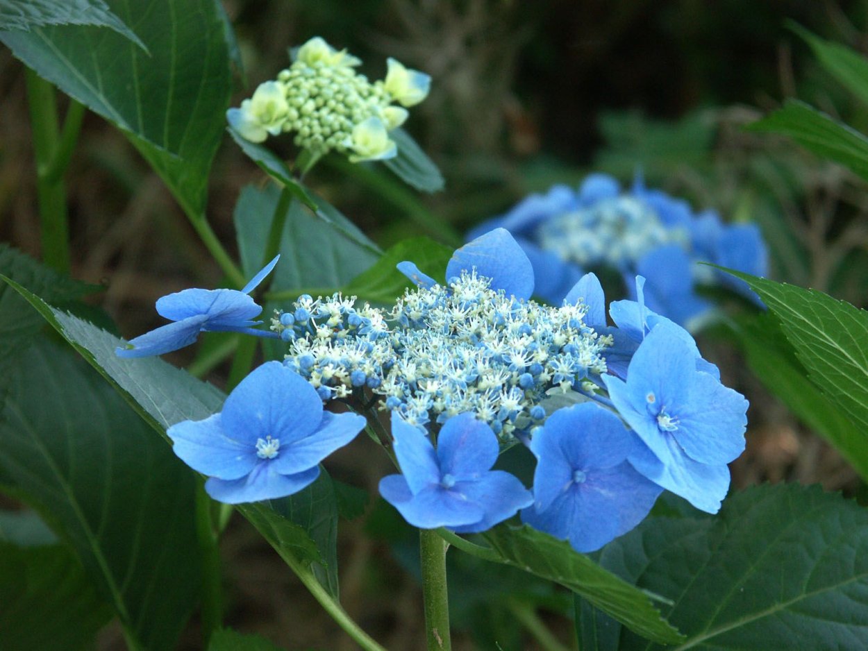 Лобелия Кембридж голубая