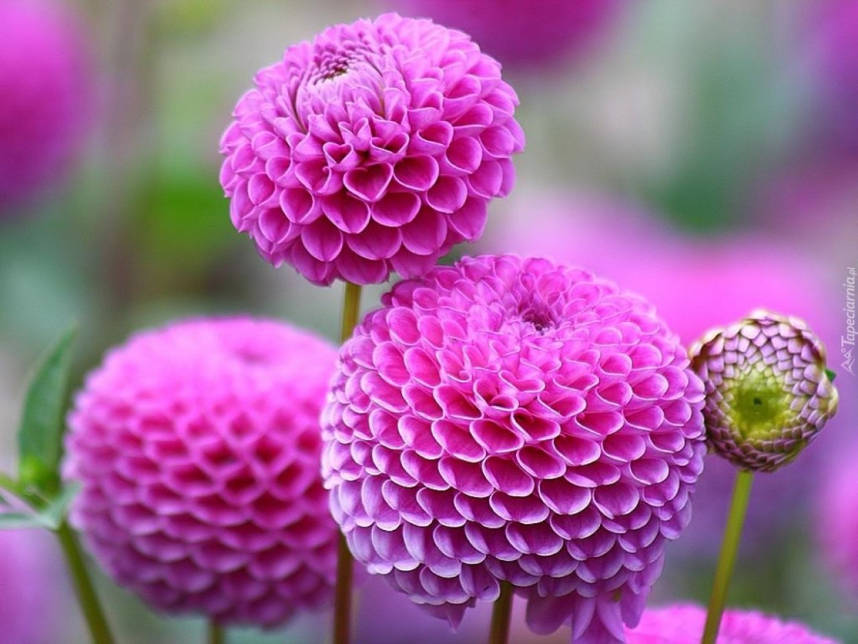 Фиолетовые шарообразные цветы