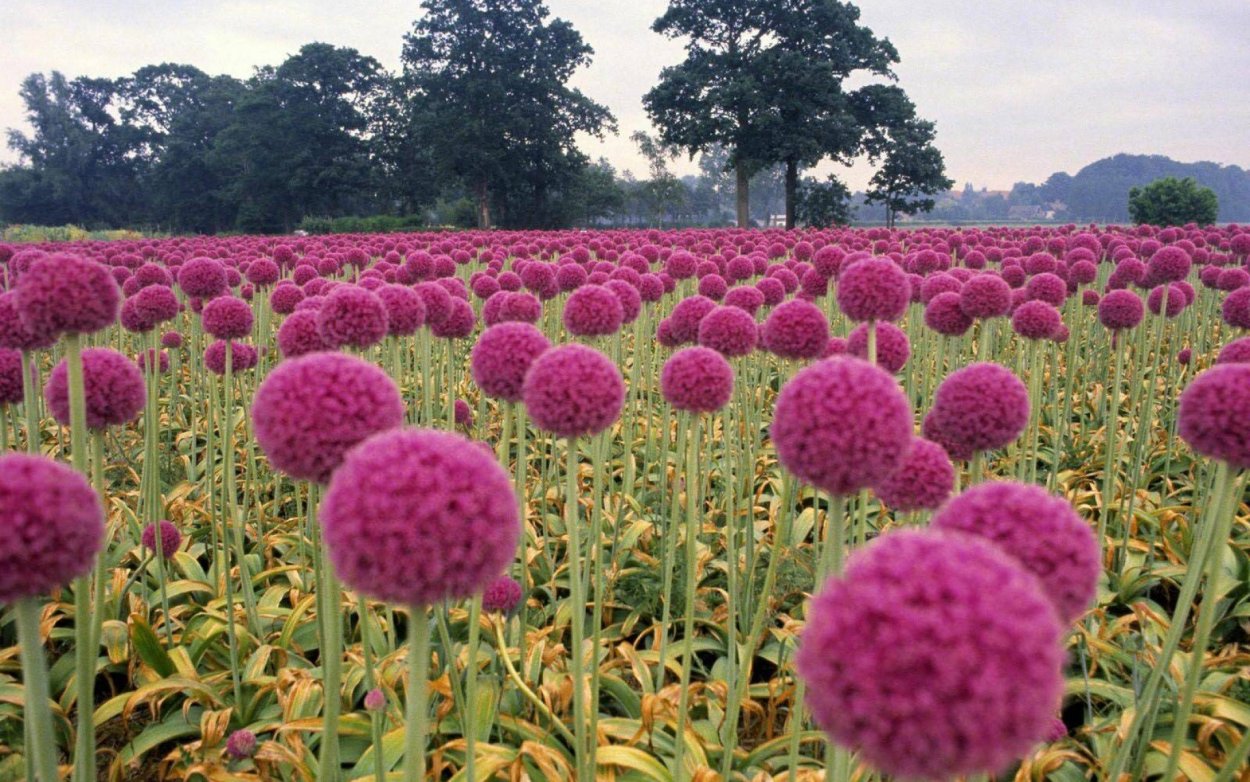 Нежные воздушные шары