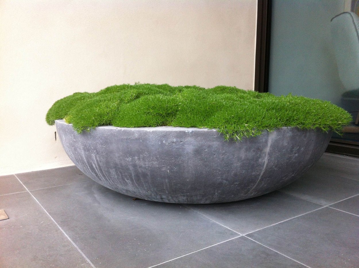 Террариум Мосс бонсай