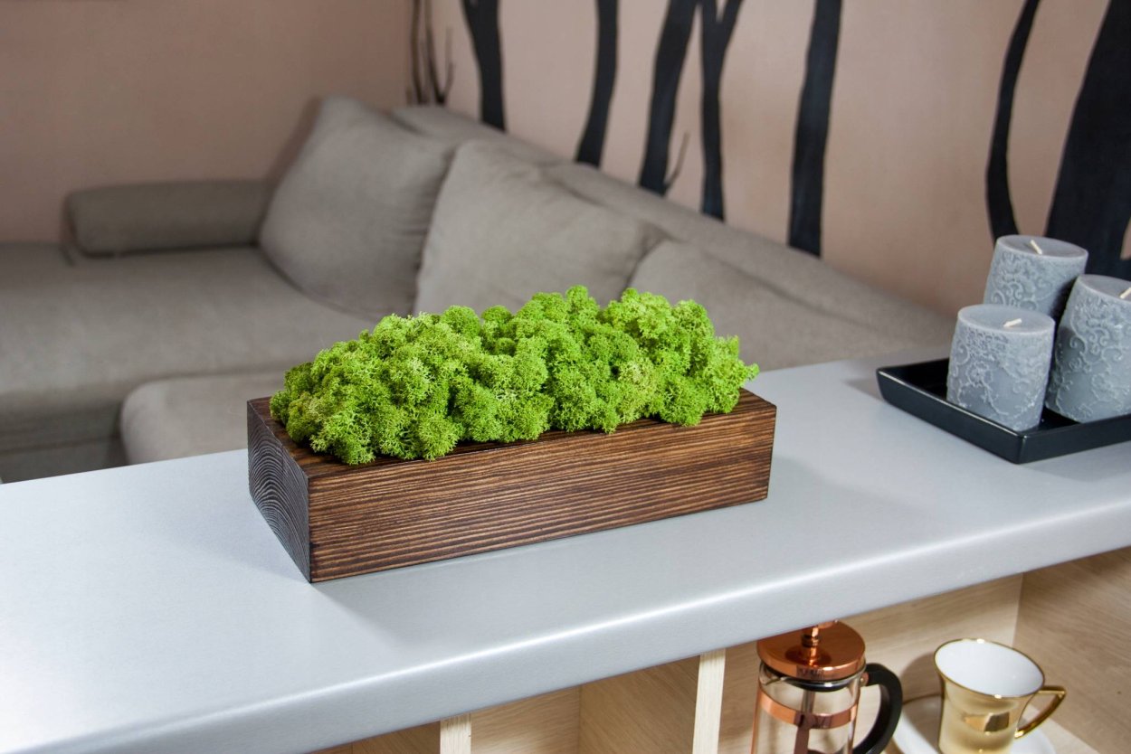 Флорариум со сфагнумом