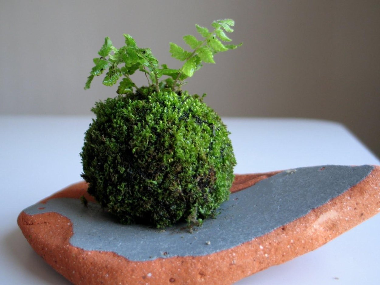 Мох в горшке