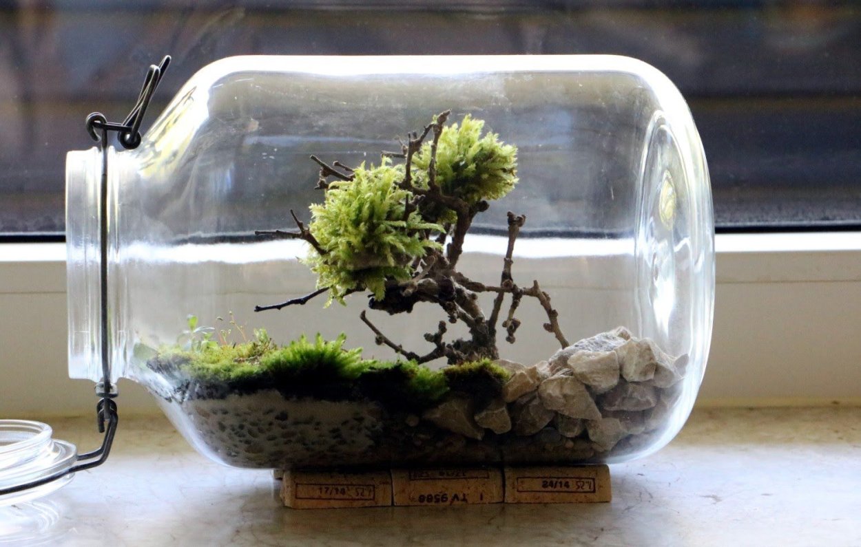 Мох сфагнум для комнатных растений