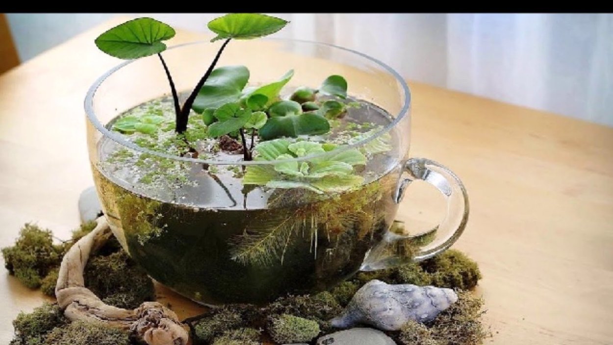 Флорариум плантс