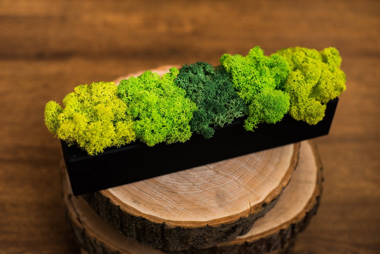 Композиции из мха