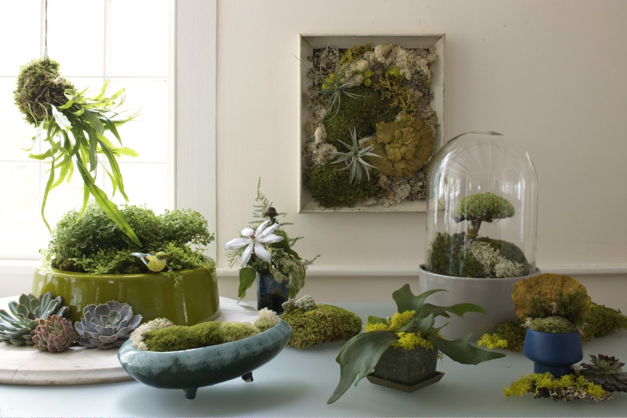 Суккуленты Эпифиты