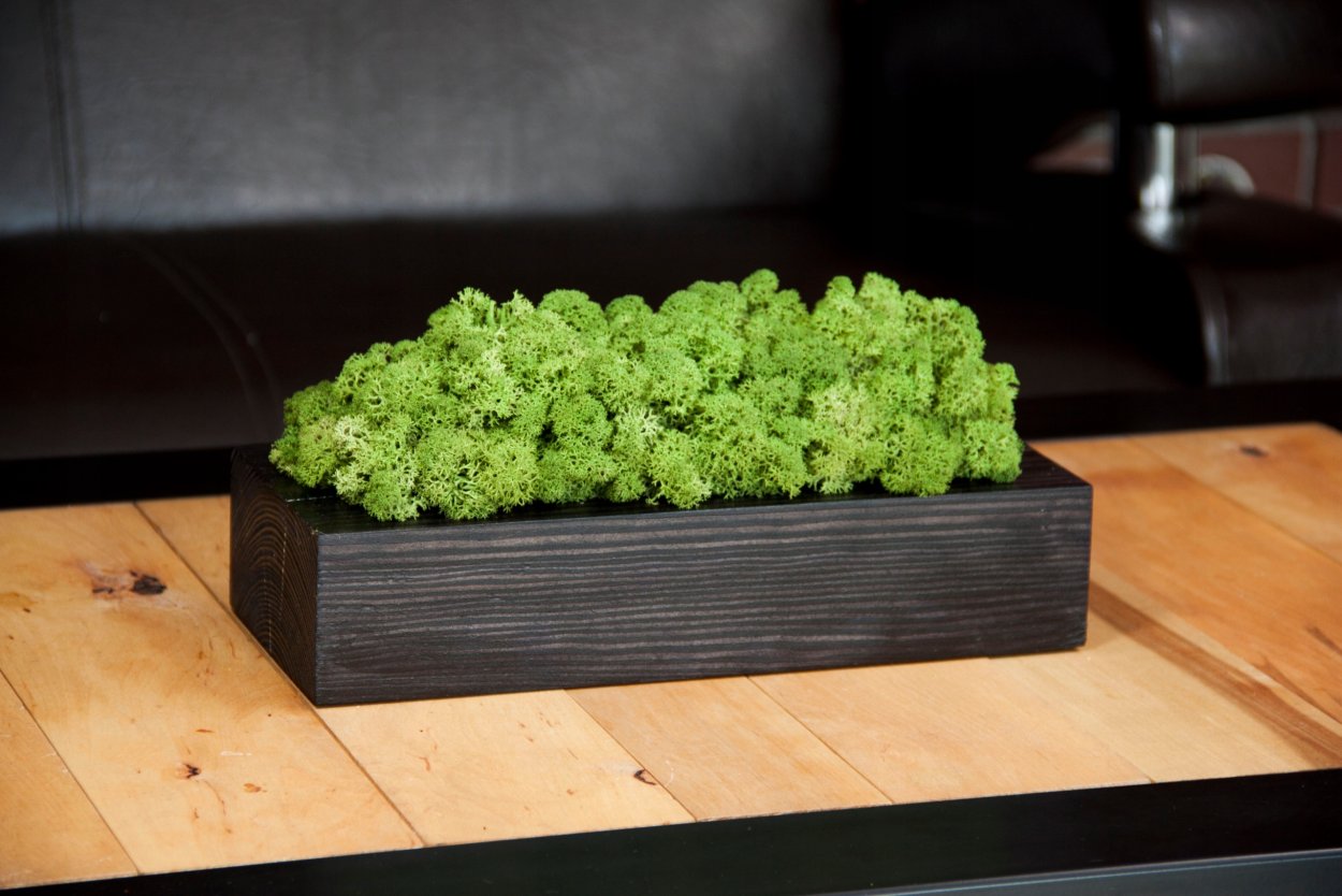 Стратифицированный мох