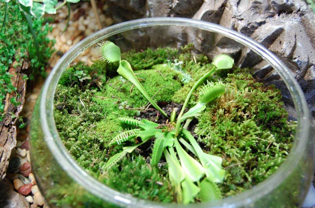 Гипертуф с мхом