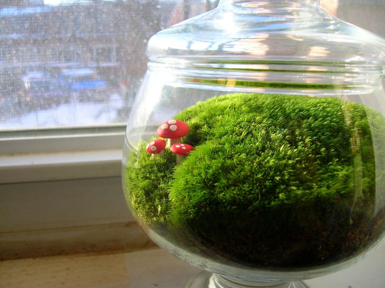 Селагинелла флорариум