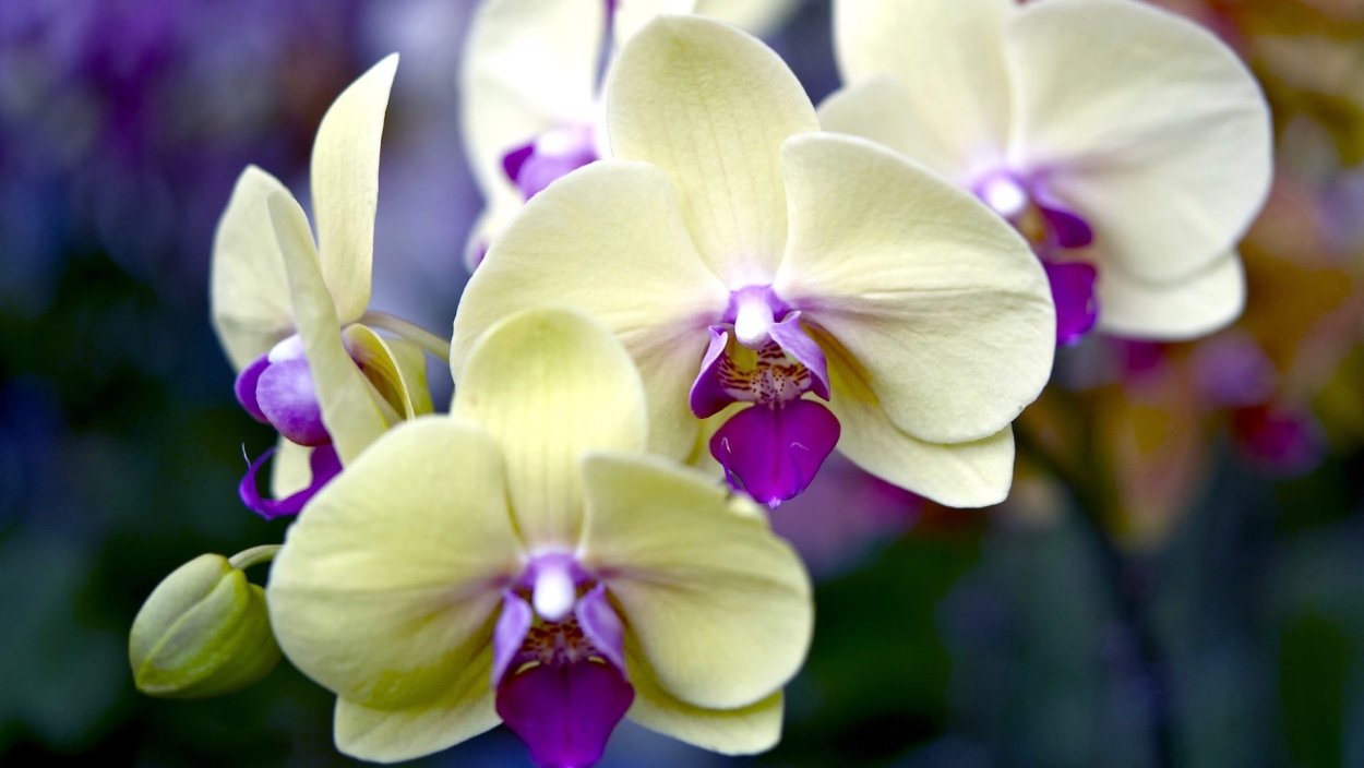 Лунная Орхидея фото