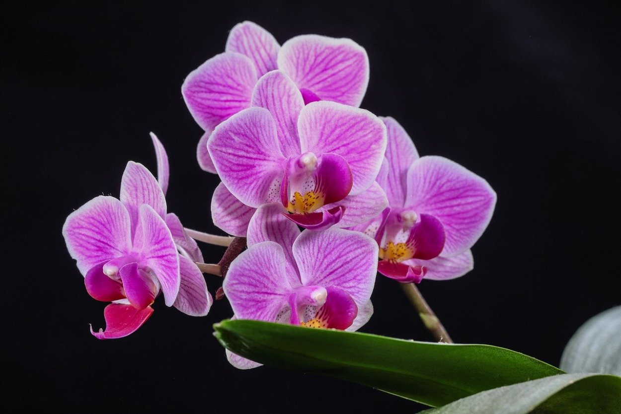 Фаленопсис Чарльстон