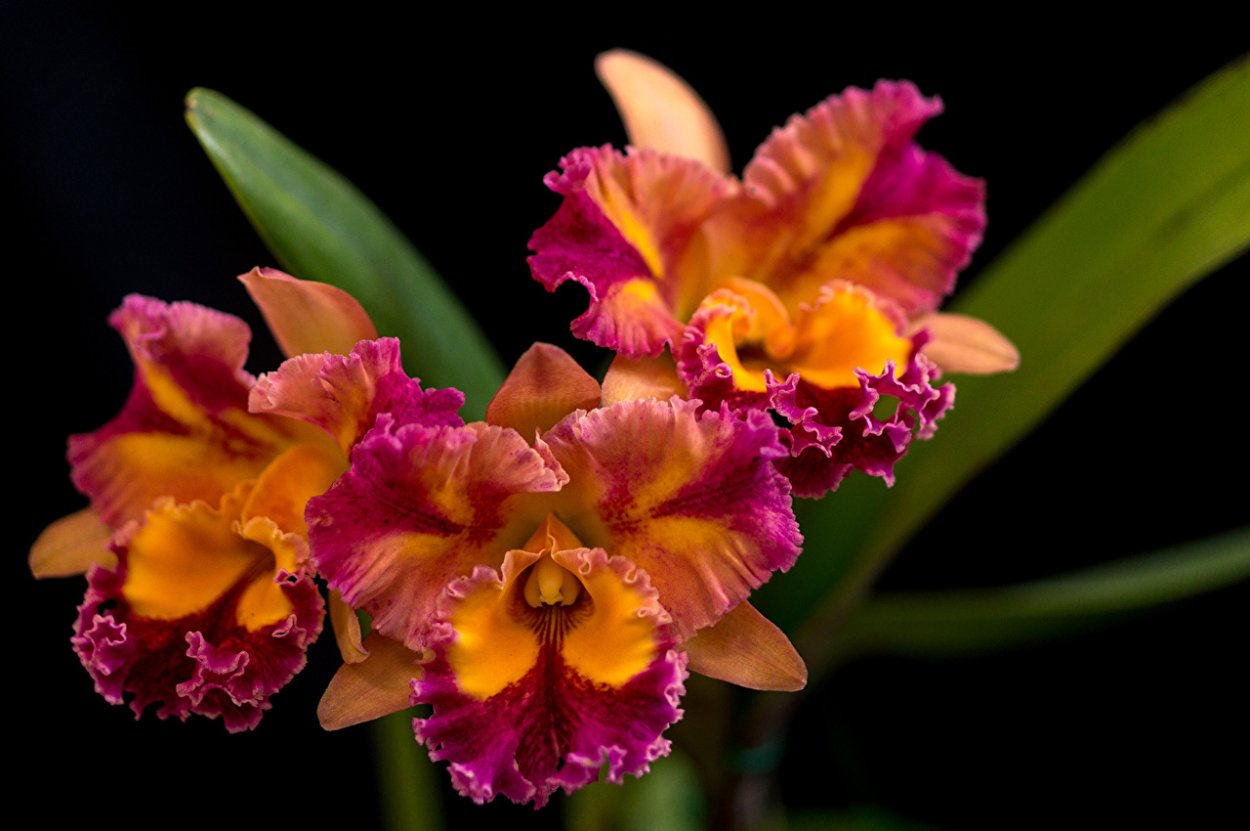 Фаленопсис Монтпельер