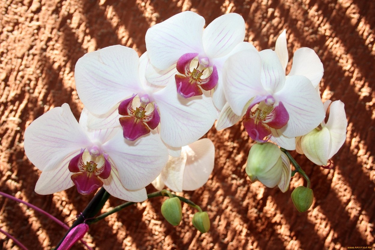 Фаленопсис блэкджек Орхидея