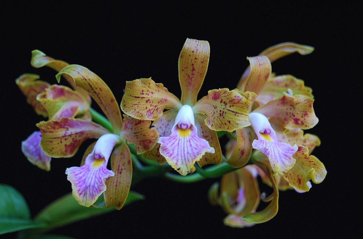 Орхидея Shenzhen Nongke