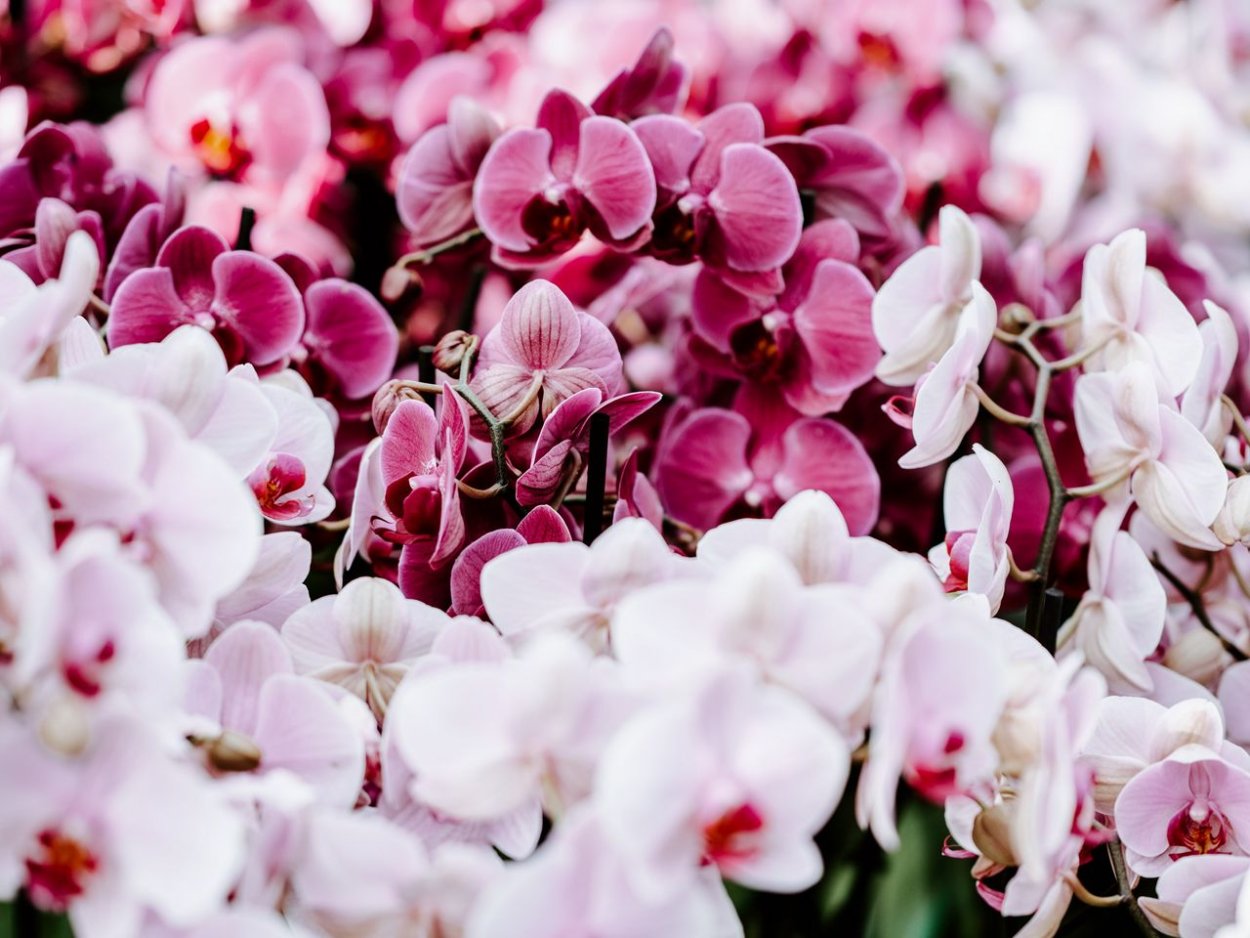 Орхидея Эсми