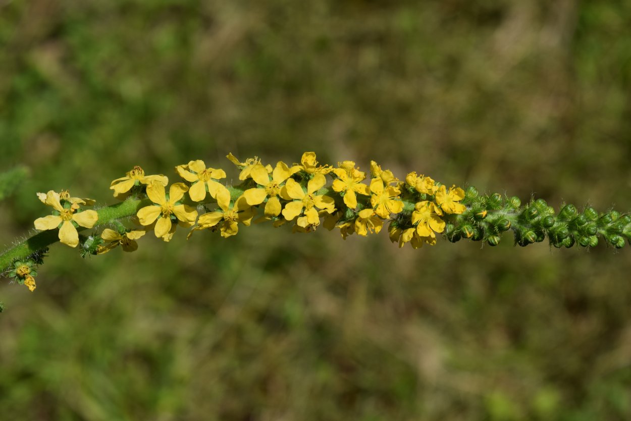 Желтая Полевая Челига
