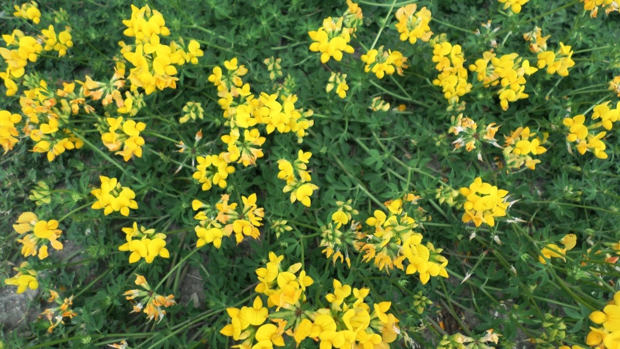 Руккола цветет желтыми цветочками