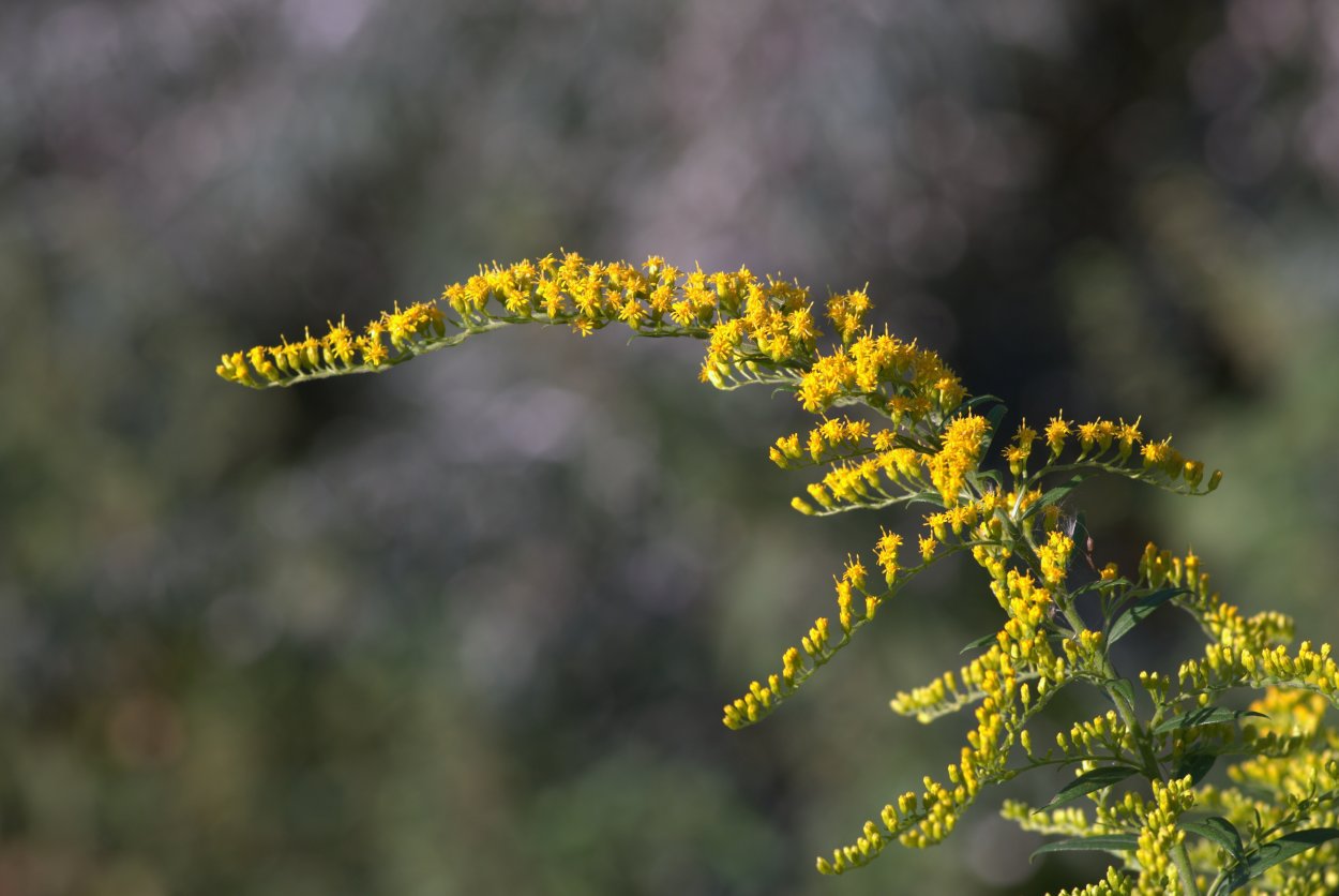 Желтые цветы мелкие соцветия